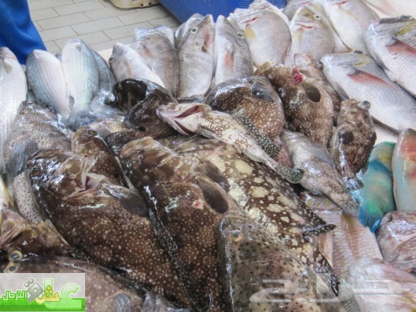 أقدم لكم توصيل طلبات الأسماك و المأكولات البحرية يوميا من سوق السمك المركزي في جدة ( البنقلة )