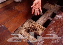 شركة مكافحة حشرات بالدمام 0501214920 التقوي