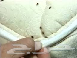 شركة مكافحة حشرات بالدمام 0501214920 التقوي