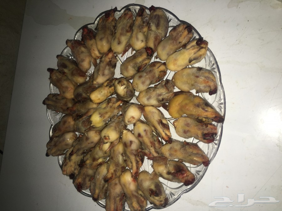 للبيع طيور مهاجره قميري دخل صفار
