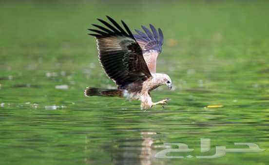 بكدج شهر عسل للسياحه فى ماليزيا لمدة 15 يوم