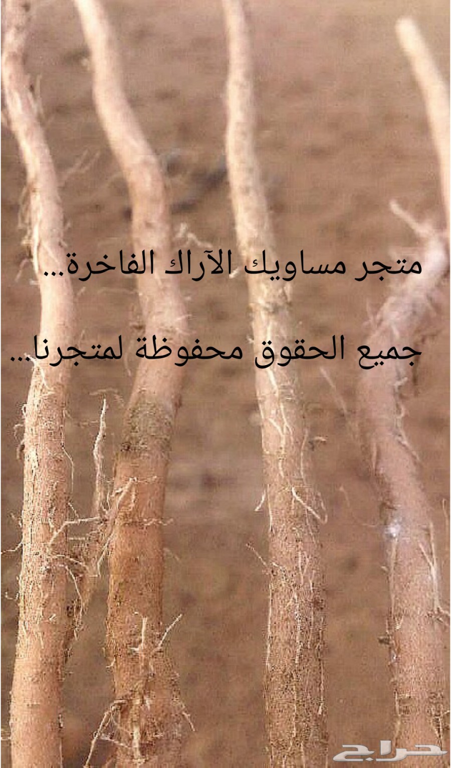 (مسواك جازان الفاخر)...(مانجو جازان الموسمية)