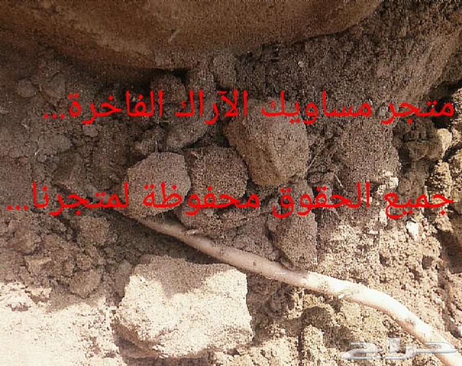 (مسواك جازان الفاخر)...(مانجو جازان الموسمية)