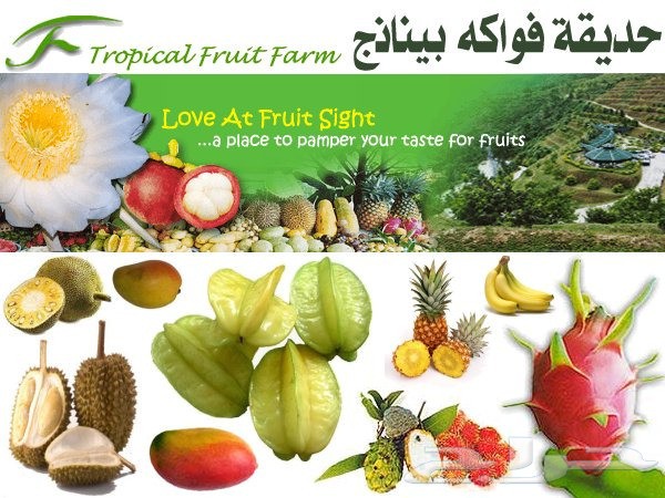 بكدج شهر عسل بماليزيا 5 نجوم لمدة 15 يوم