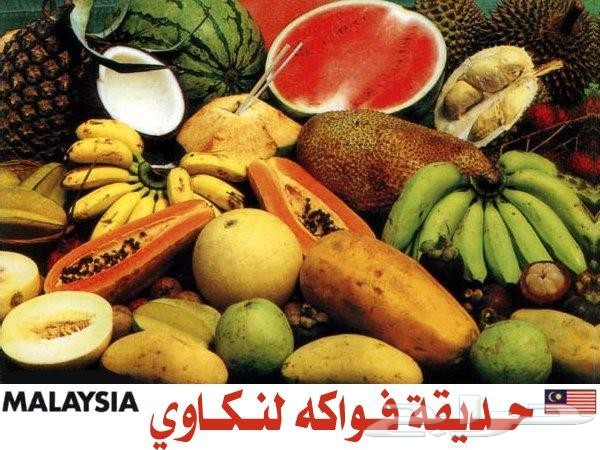 بكدج شهر عسل بماليزيا 5 نجوم لمدة 15 يوم