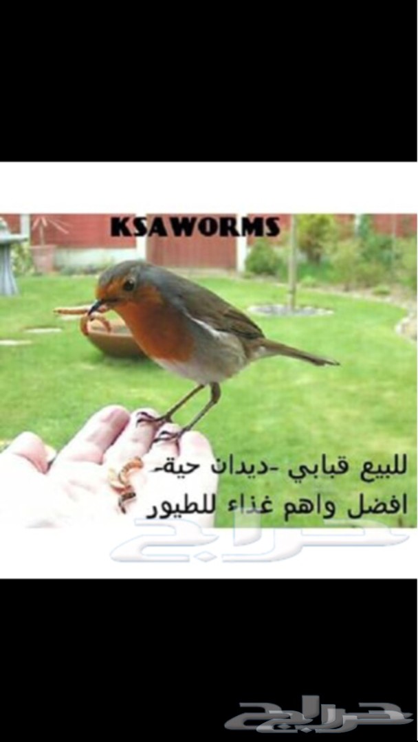 للبيع دود قبابي حي للطيور والزواحف والاسماك