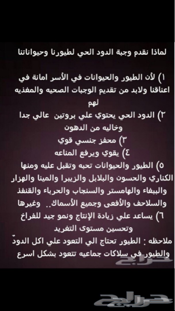 للبيع دود قبابي حي للطيور والزواحف والاسماك