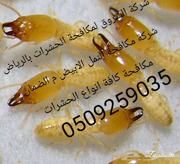 شركة مكافحة حشرات بالرياض ونظافة 0560721164