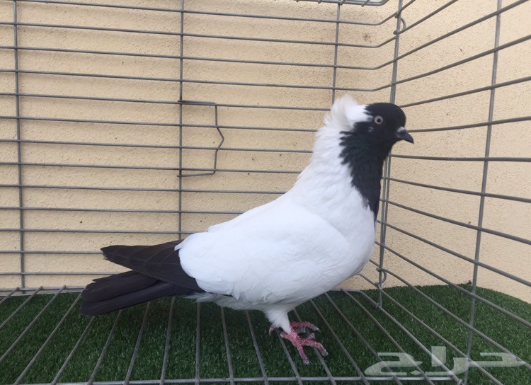 ذكر سوداني (تم البيع)