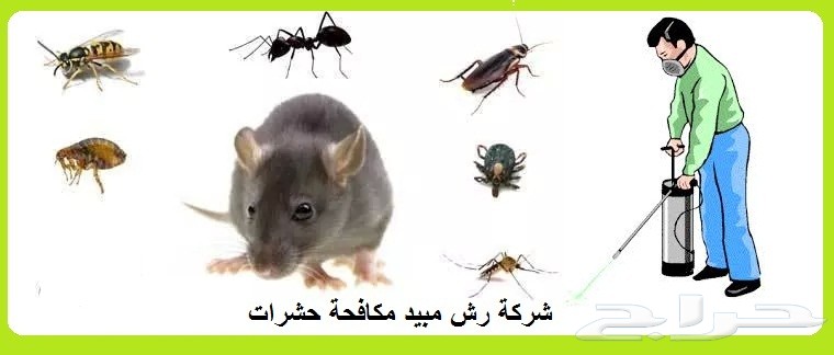 مكافحة حشرات رش فئران