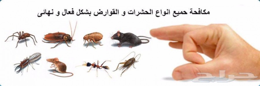 شركة مكافحة حشرات بالرياض ونظافة 0560721164