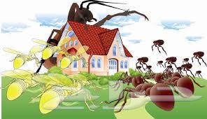 شركة رش مبيد مكافحة حشرات نمل_صراصير_بق_فئران
