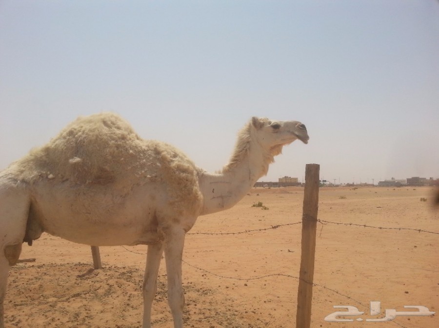 للبيع وضحا طيبة