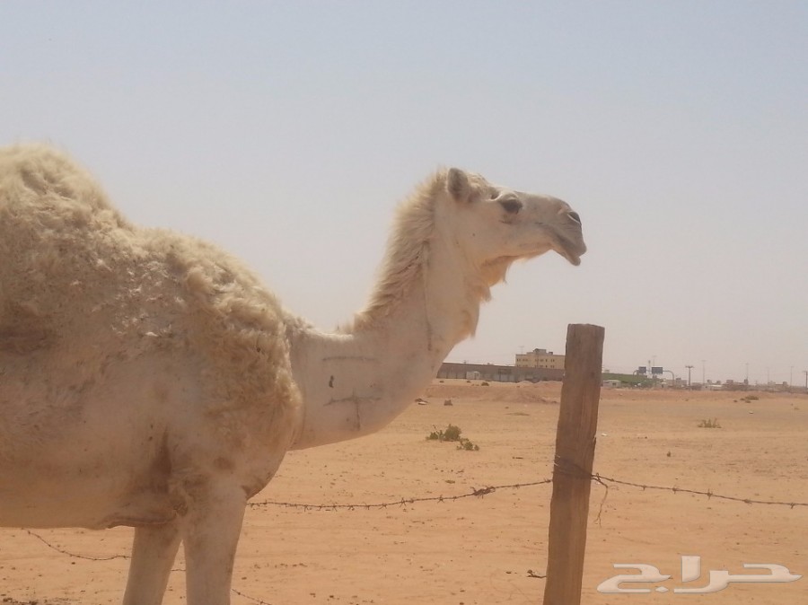 للبيع وضحا طيبة