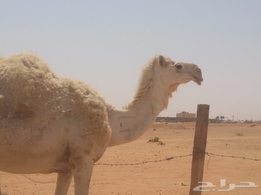 للبيع وضحا طيبة