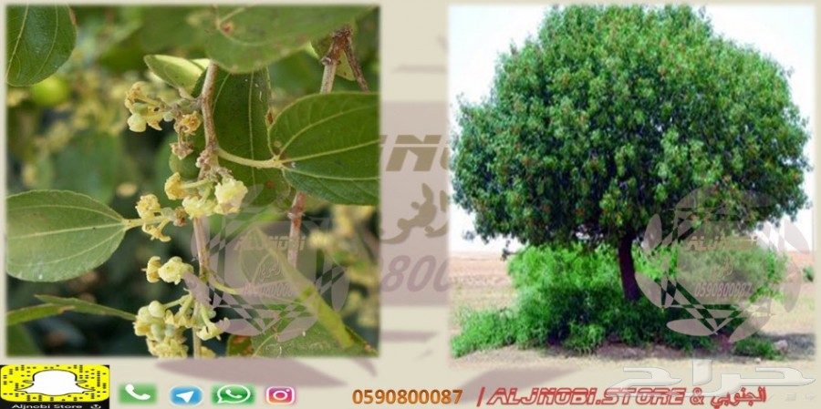 حناءيمني وينبع ومدينة-سدر-الوسمةكتم(درجةأولى)